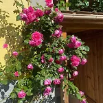 Maison 20' Colmar Jardin Calme Chevaux Vue Poêle à Bois *