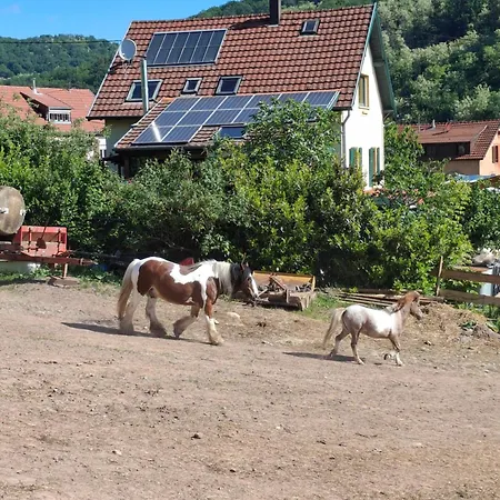 Maison 20' Colmar Jardin Calme Chevaux Vue Poele A Bois *
