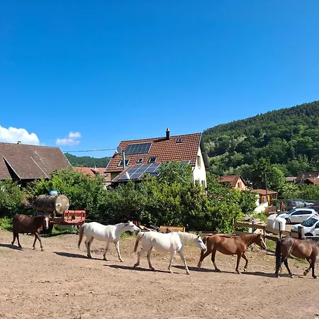 Maison 20' Colmar Jardin Calme Chevaux Vue Poele A Bois * 융홀츠
