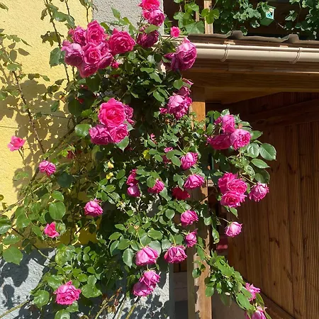 Maison 20' Colmar Jardin Calme Chevaux Vue Poele A Bois *